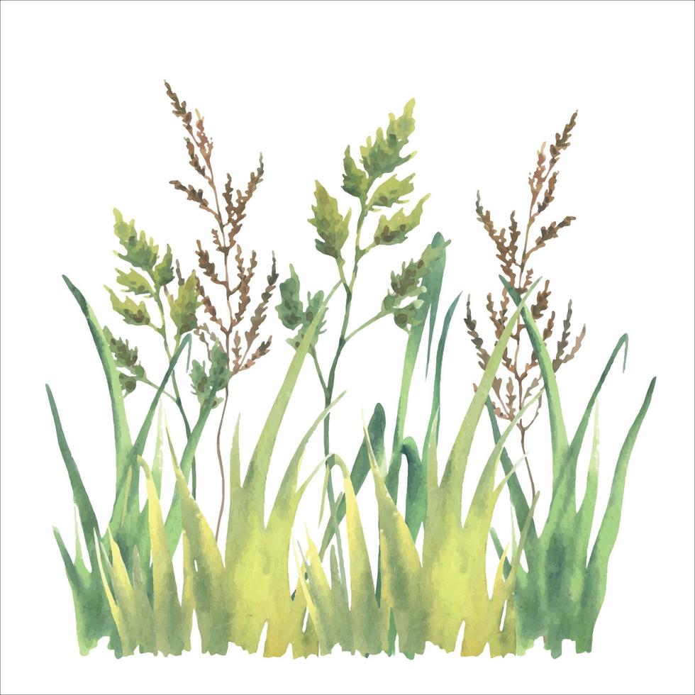 Watercolor vector different kind field grass, herb, isolated on white background.