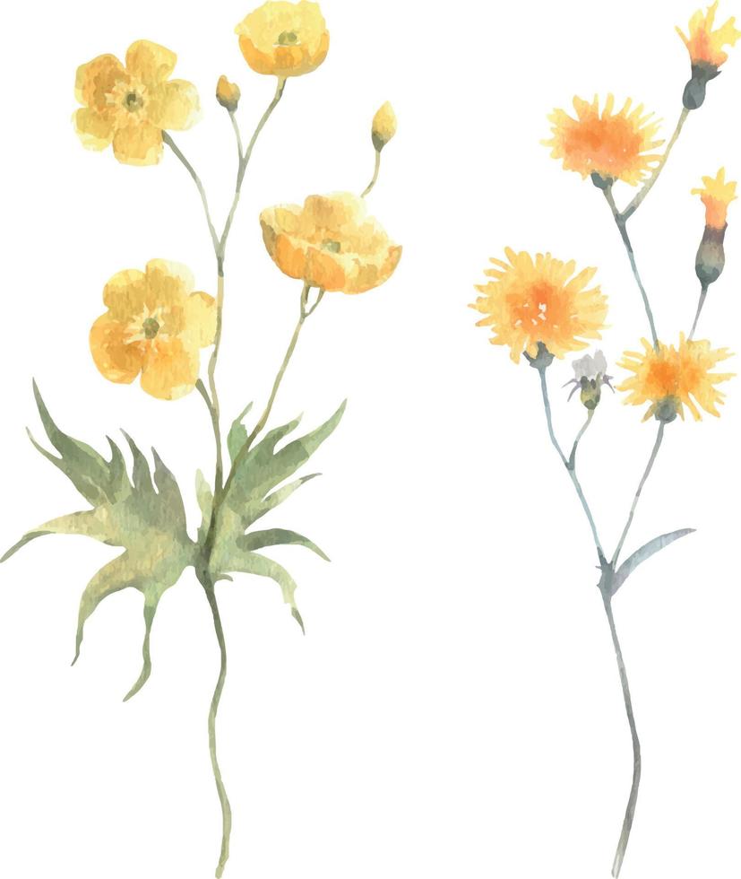 Watercolor vector floral yellow set wildflowers, delicate buttercup isolated on white background