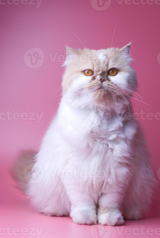 Cat Persian orange and white fur portrait adorable pet isolated sitting on pink background photo