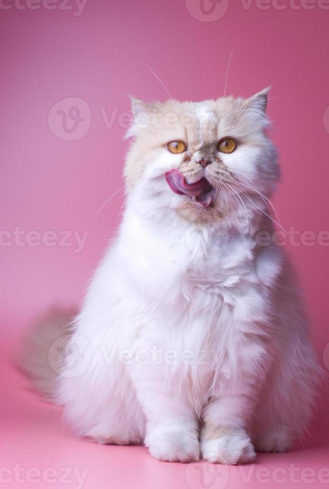 Cat Persian orange and white fur portrait adorable pet isolated stick out your tongue on pink background photo