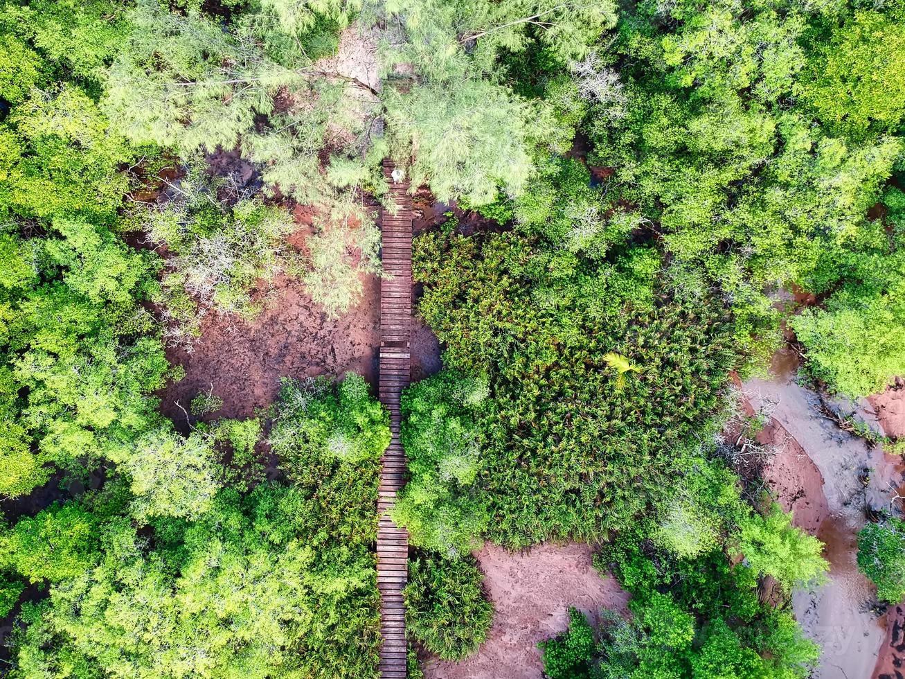 Drone shot of mangrove on Mahe island, old wooden bridge photo