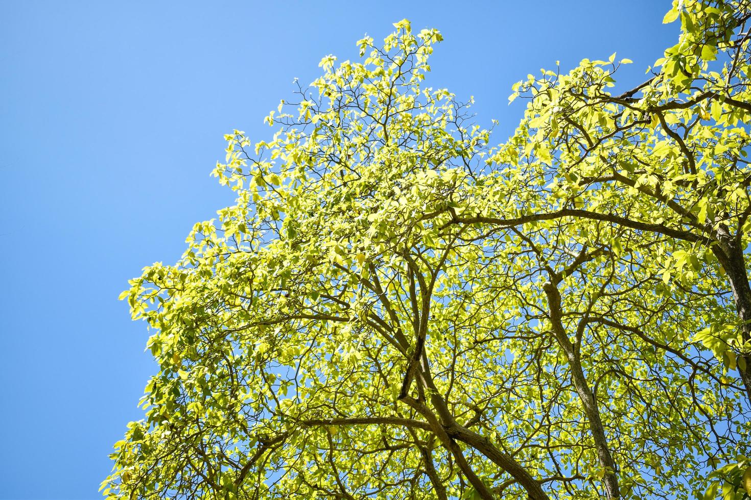 Tree with Daylight Sky photo