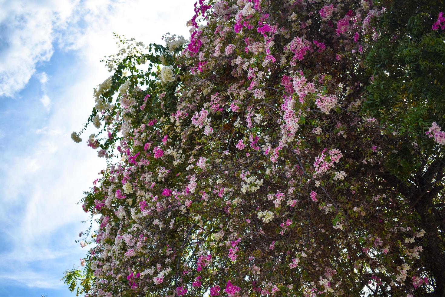 Tree with Daylight Sky photo