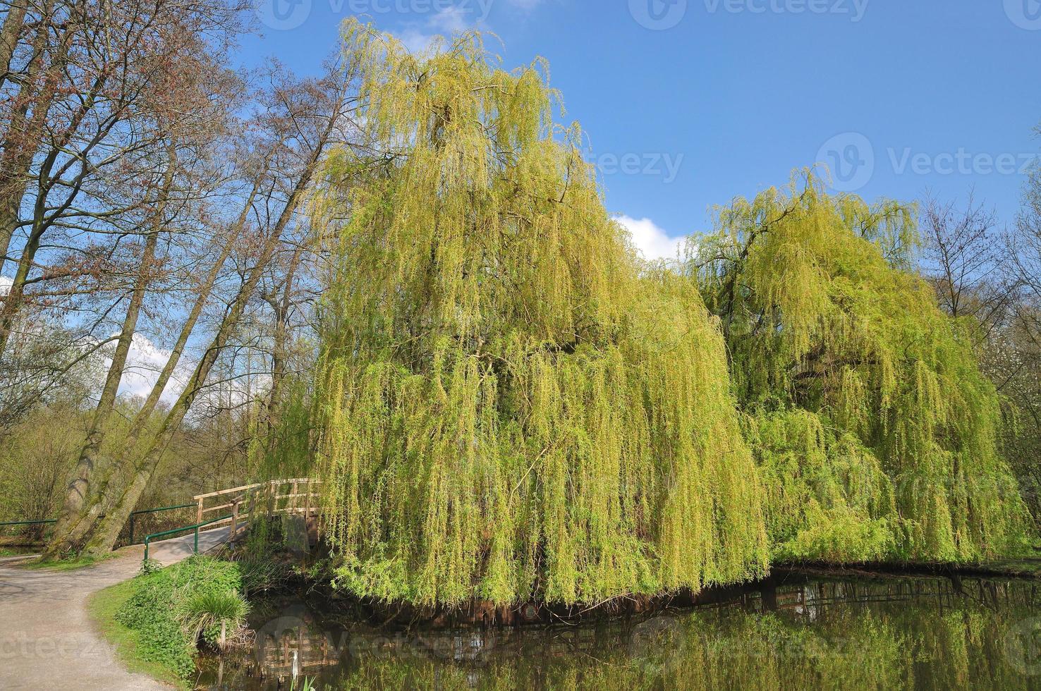 llanto sauce árbol --salix babylonica--inferior rin región, Alemania foto