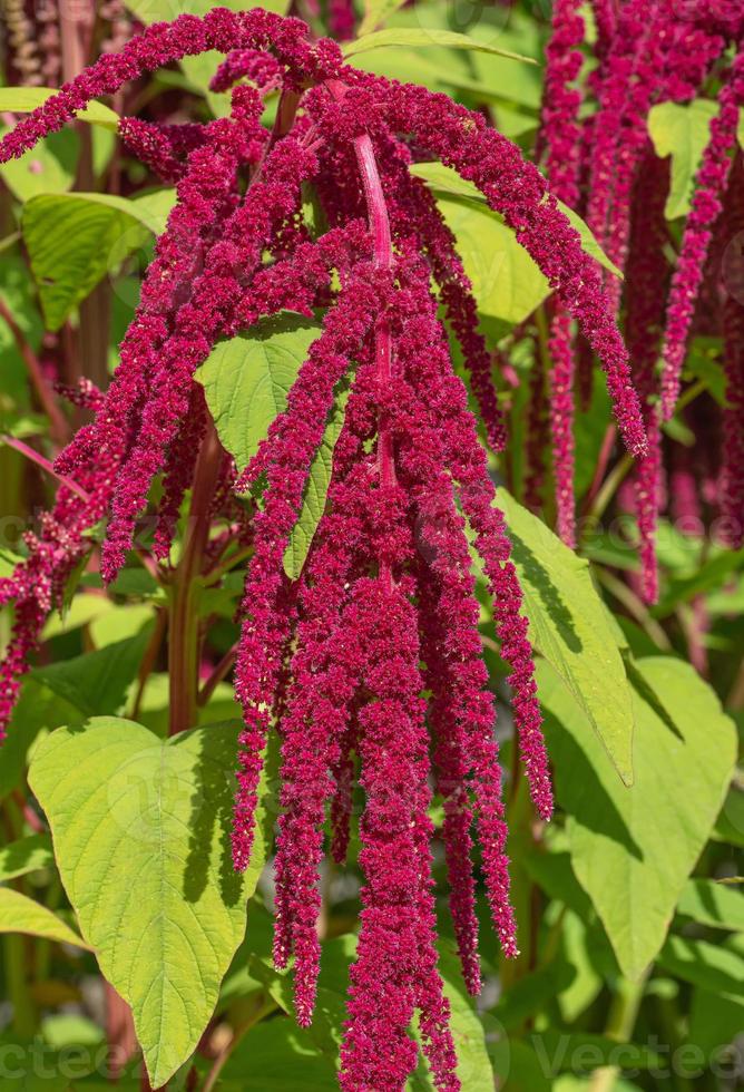 Love Lies Bleeding--Amaranthus caudatus--,Germany photo