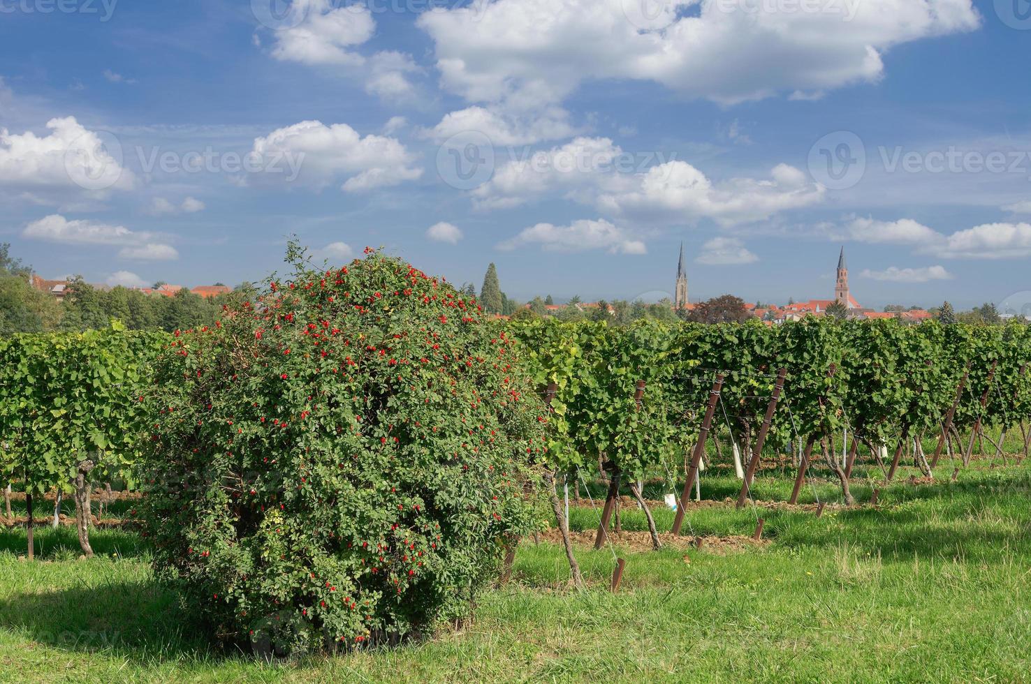 vino pueblo de edenkoben,palatinado vino región, Renania-Palatinado, Alemania foto