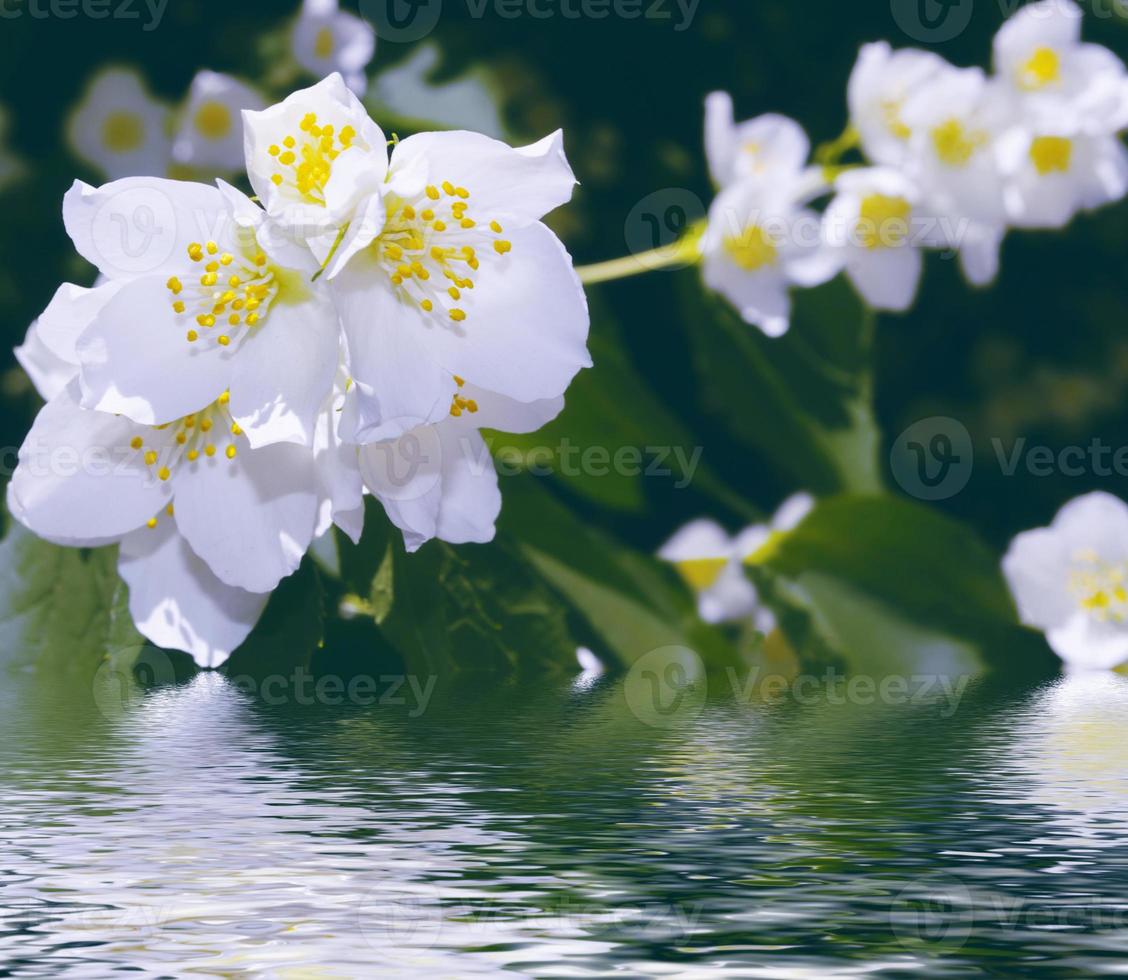 White jasmine The branch delicate spring flowers photo