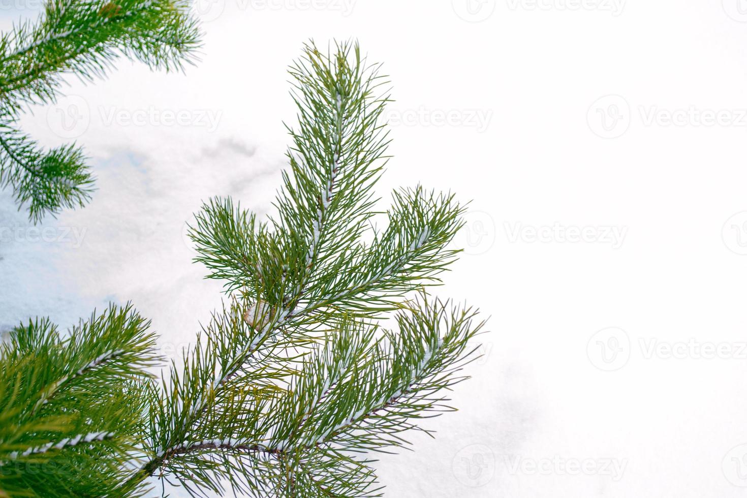 Coniferous spruce branch. Frozen winter forest with snow covered trees. photo