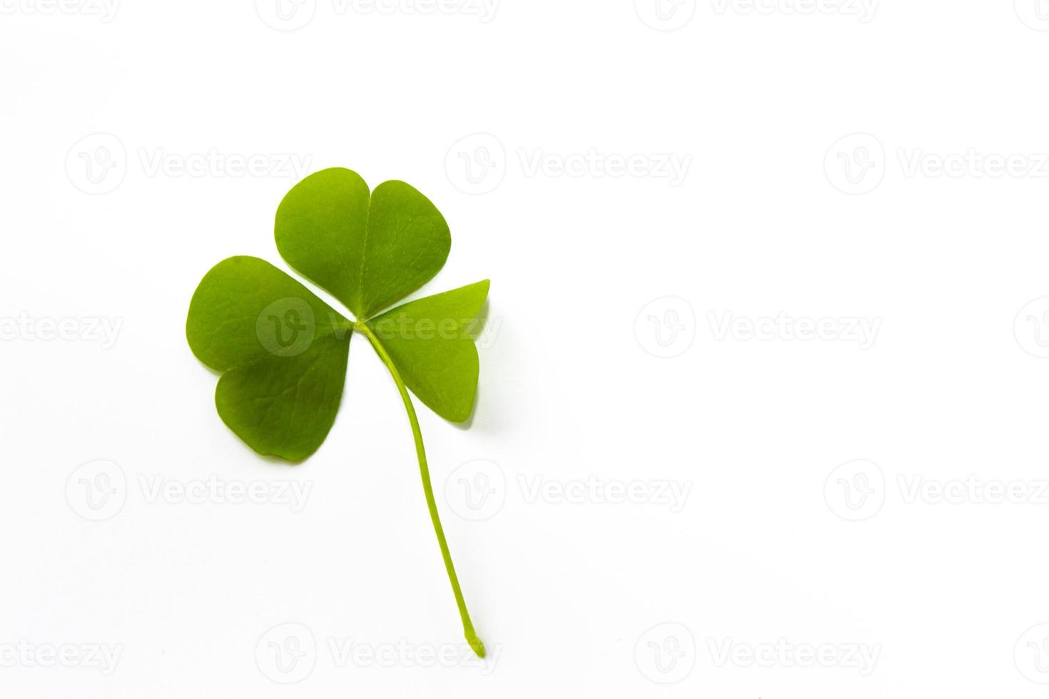 green clover leaves isolated on white background. St.Patrick 's Day photo