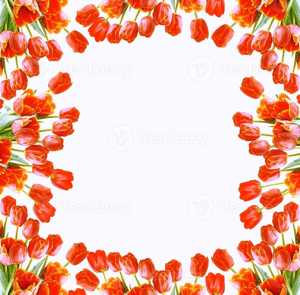 spring colorful flowers tulips. floral collection. photo