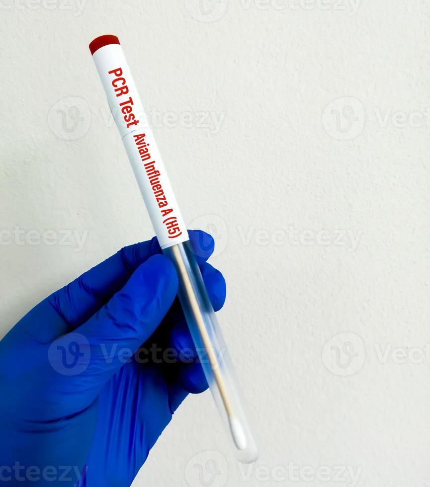 Scientist holding Nasopharyngeal swab for Avian Influenza A-H5 test. photo