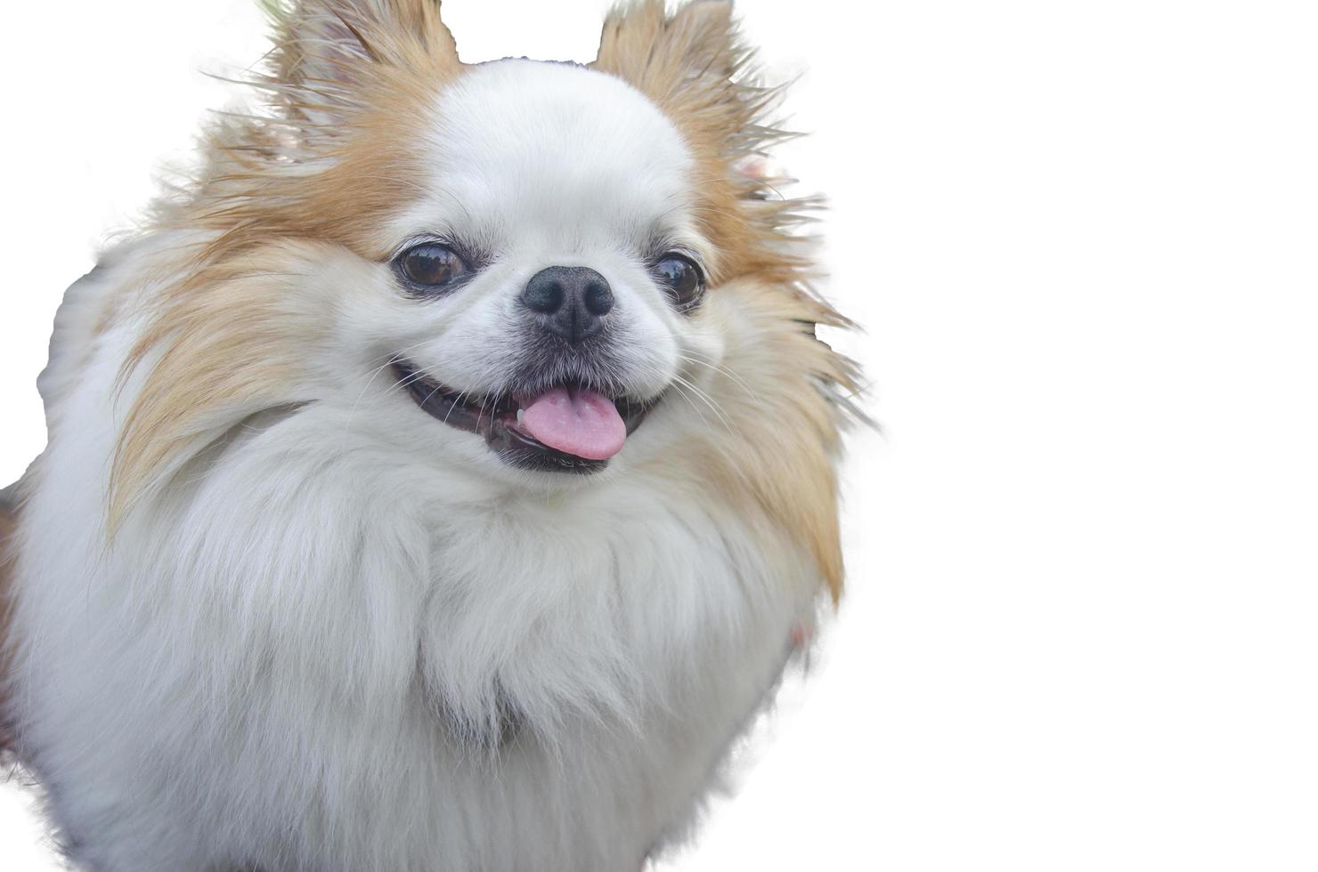 Cute chihuahua smiling face on white background with clipping path photo