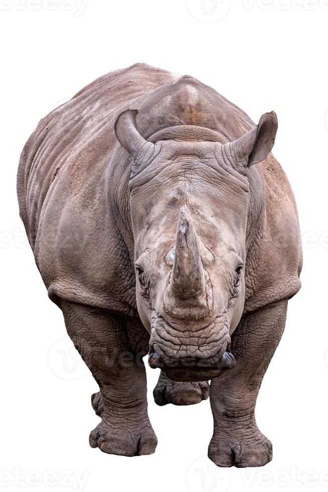 Southern white rhinoceros on white background photo