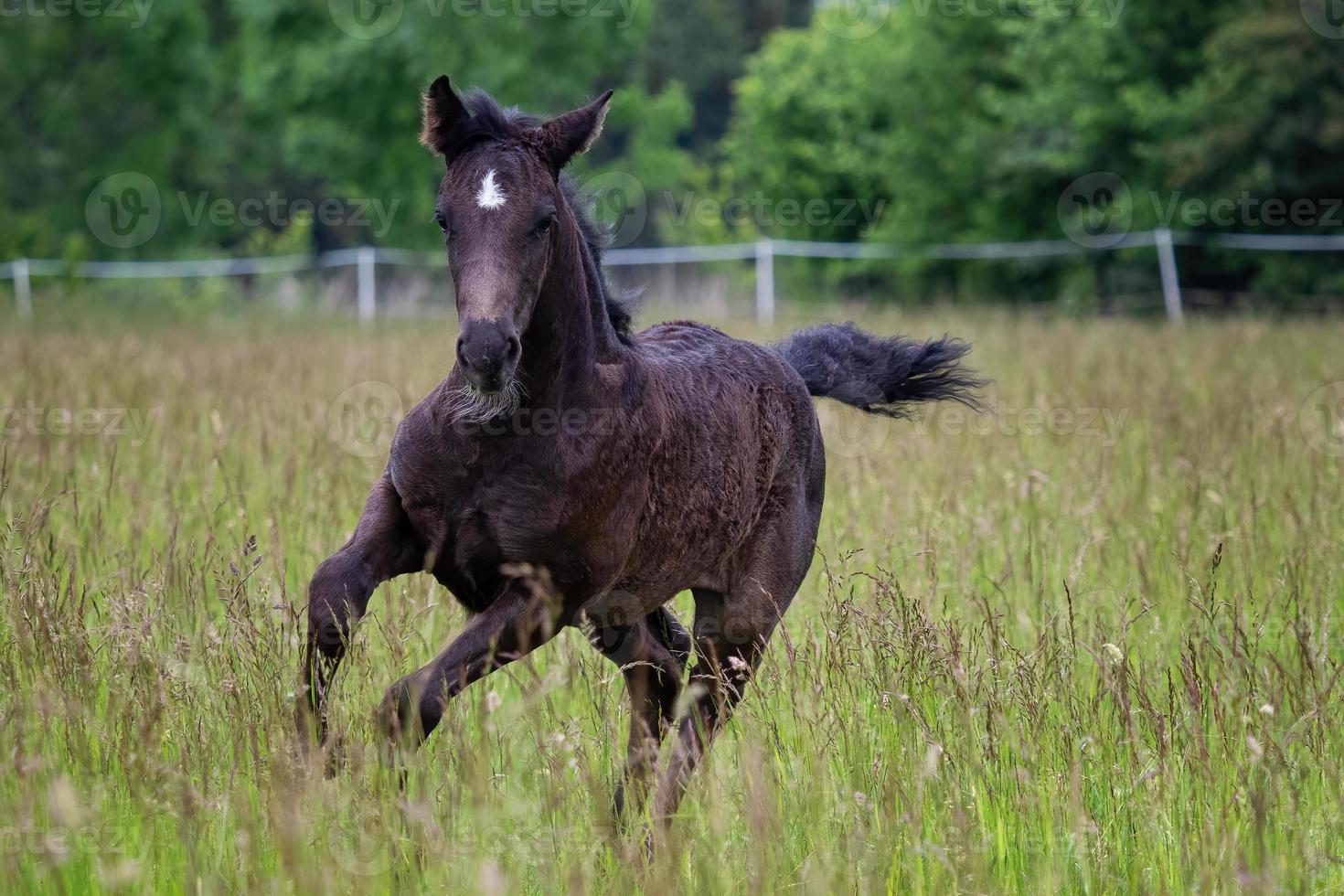 Running foal in spring meadow, black horse photo