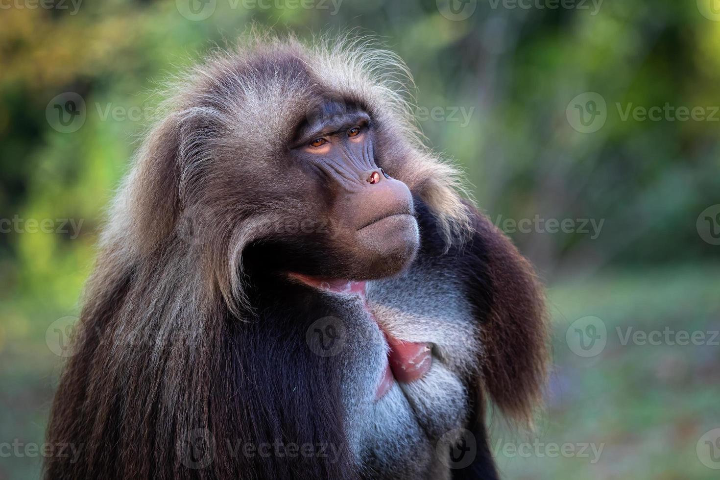 Alpha male of Gelada Baboon - Theropithecus gelada, beautiful ground primate photo