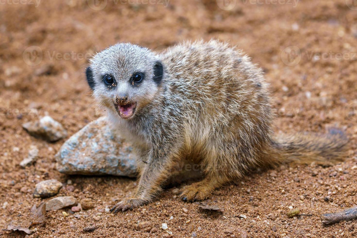 Meerkat or suricate cub showing its teeth photo