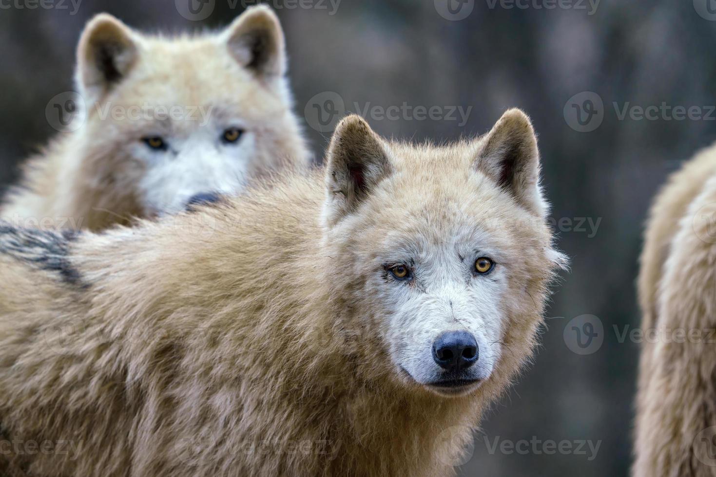 Arctic wolves, also known as the white wolf or polar wolf photo