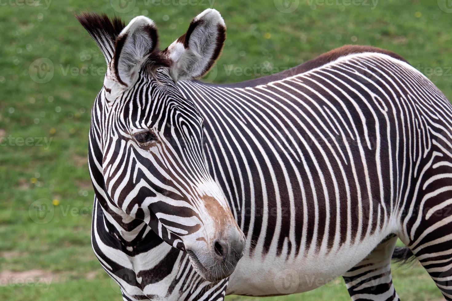 Grevy's zebra grazing on green grass photo