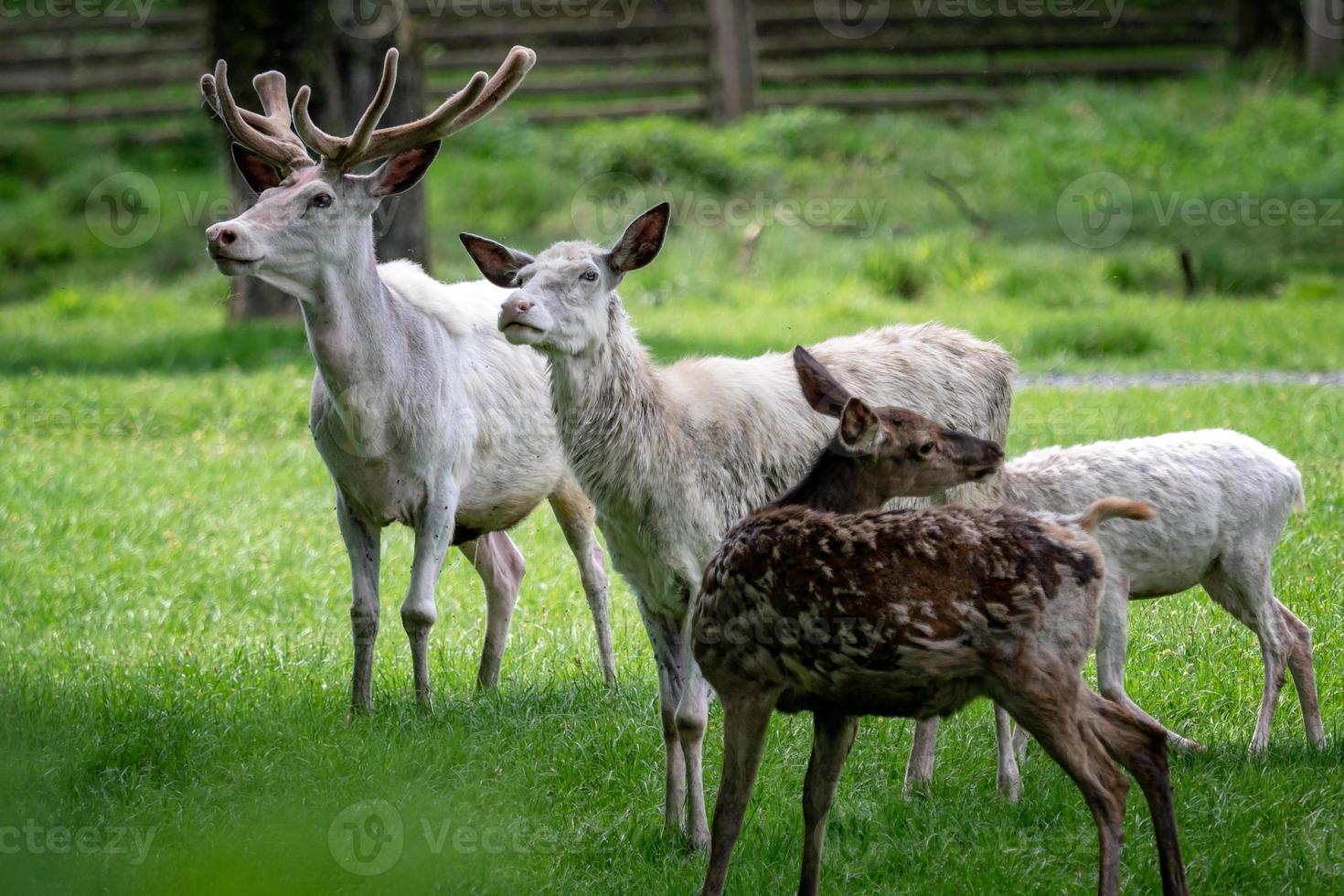 Herd of white fallow deer in nature. Rare albino fallow deer photo