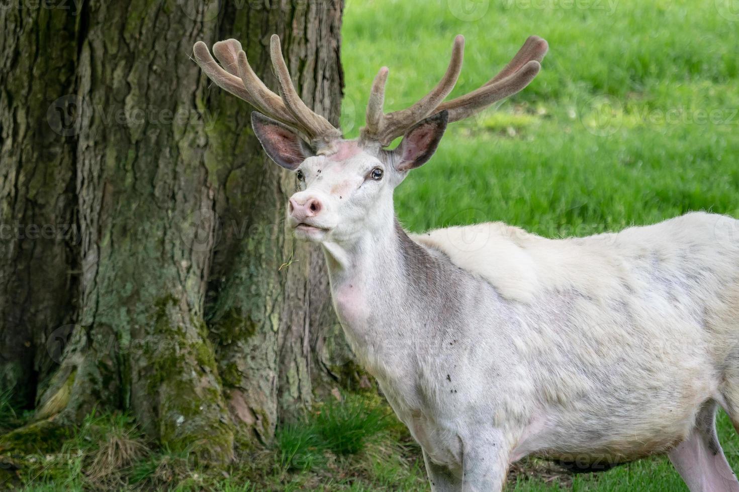 White fallow deer in nature. Rare albino fallow deer, endangered animal. photo