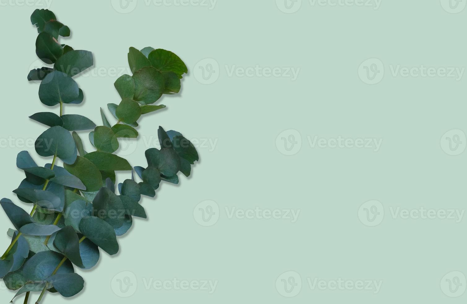 Eucalyptus evergreen plant branches with bright green leaves close-up flatlay, floral arrangement on light green natural background, decor element for any design, copy space photo