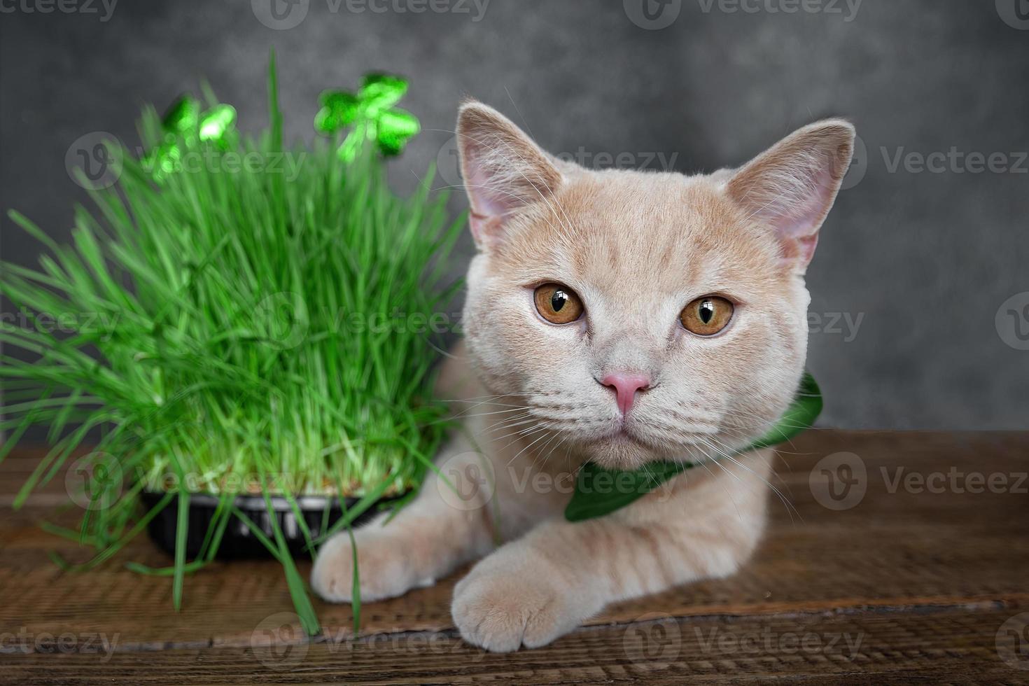 gracioso melocotón gato mentiras en cerca el brotado césped para animales con el símbolo de S t. Patricio, el trébol. primavera fiesta S t. patrick's día y mascota foto