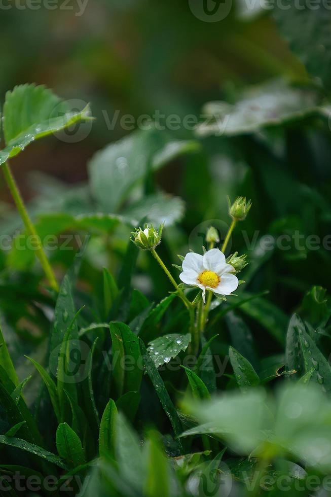 White strawberry flowers with green leaves on a May spring day with dew drops, raindrops photo