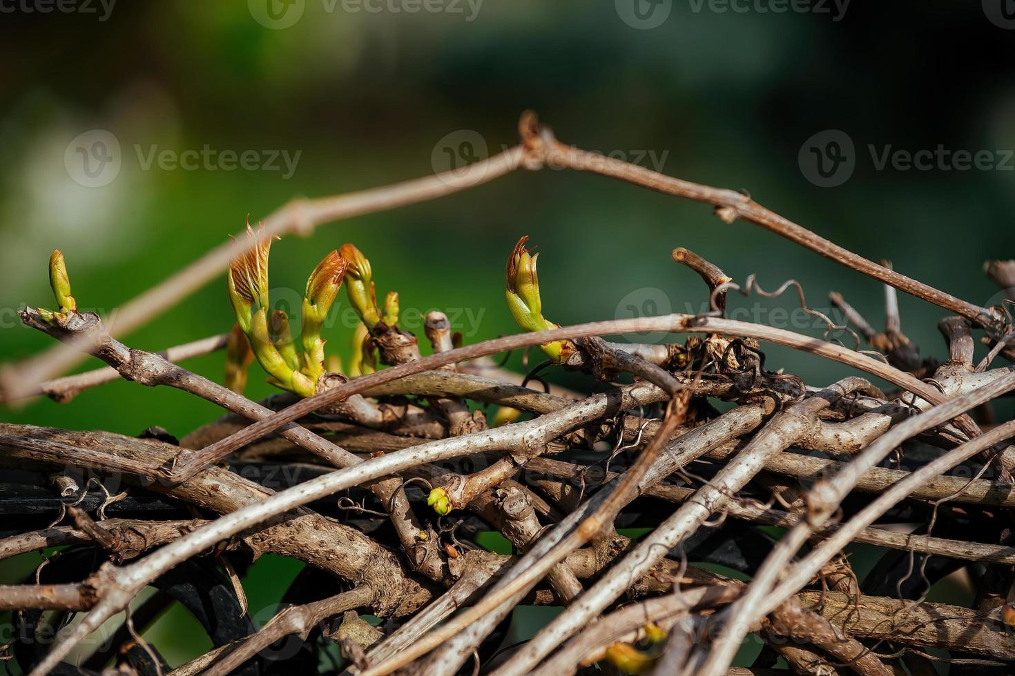 nature awakens in spring, the arrival of spring and the green shoots of a climbing plant in the garden photo