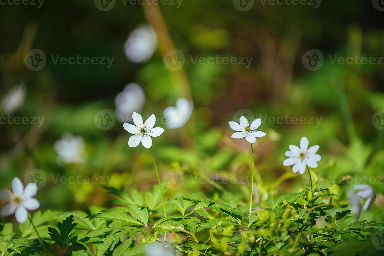 early spring white flowers on a lawn in a green forest under the rays of the sun photo