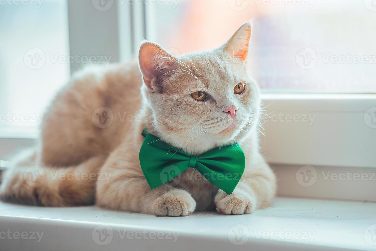 Spring holiday St. Patrick's Day and pets photo