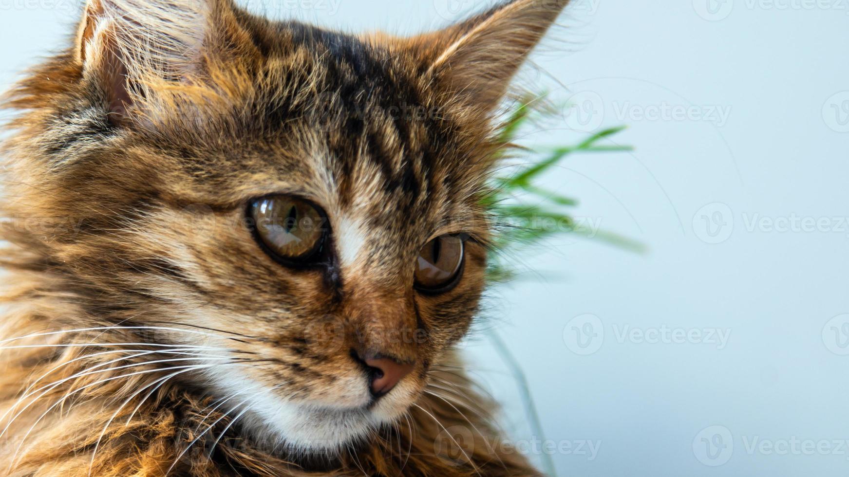 Close-up portrait of a gray striped domestic cat.Image for veterinary clinics, sites about cats, for cat food. photo