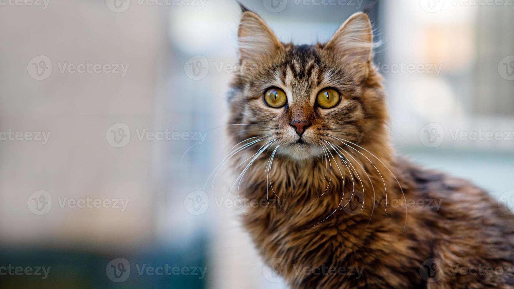 Close-up portrait of a gray striped domestic cat.Image for veterinary clinics, sites about cats, for cat food. photo