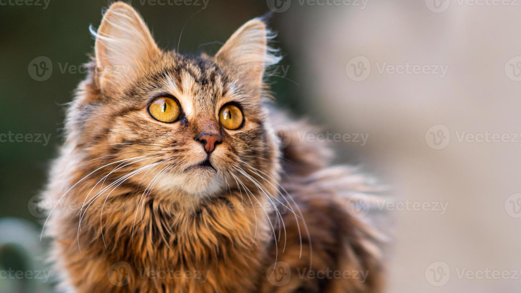 Close-up portrait of a gray striped domestic cat.Image for veterinary clinics, sites about cats, for cat food. photo