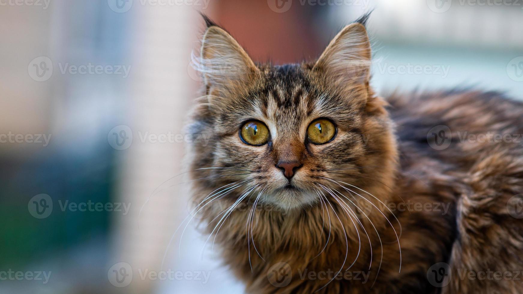 Close-up portrait of a gray striped domestic cat.Image for veterinary clinics, sites about cats, for cat food. photo