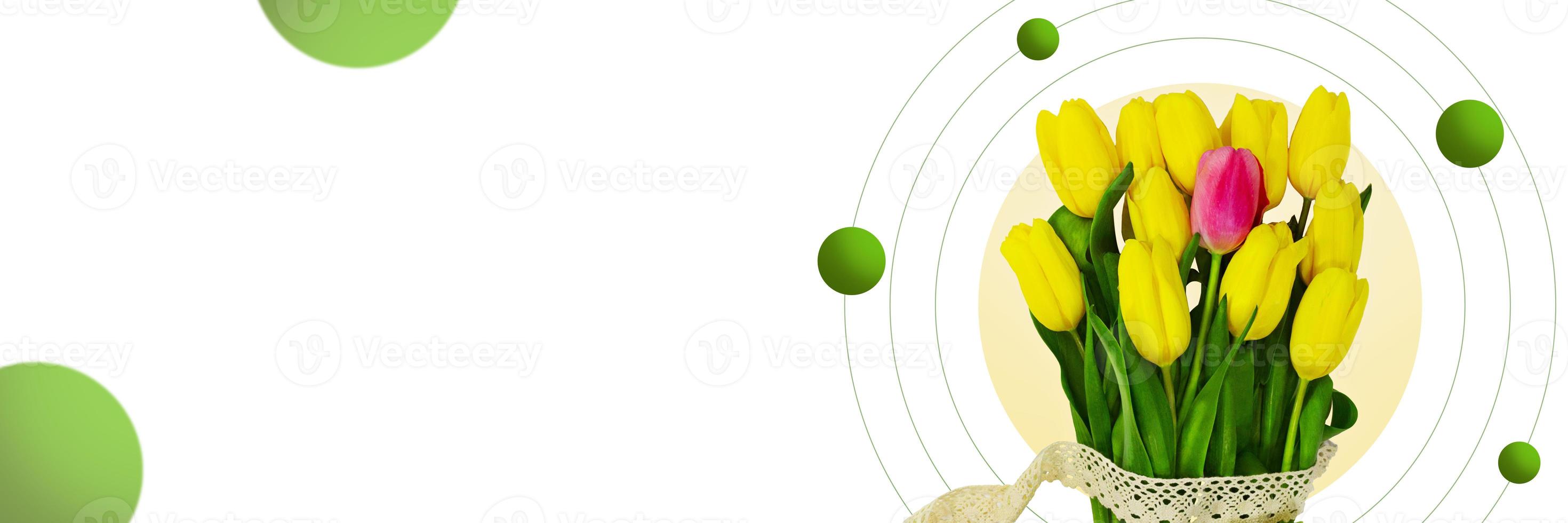 Bouquet of yellow tulips on white background with circles and green round. Banner. International women's, mother's day, March 8, birthday. Copy space photo