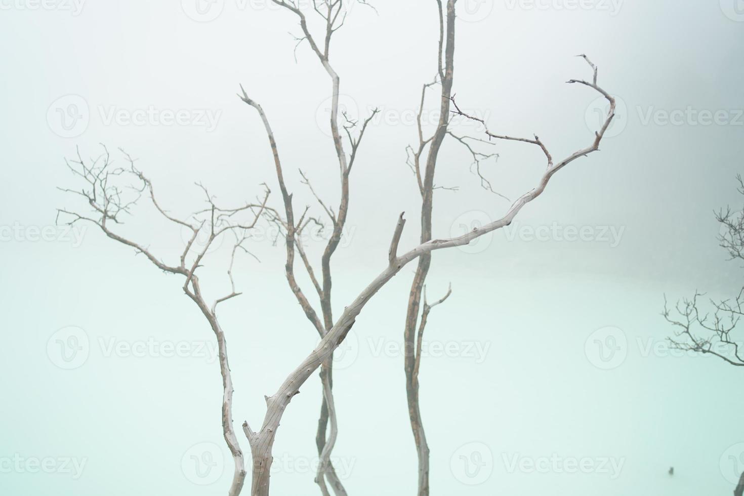 beautiful spectacle of barren trees against the stark white backdrop of Kawah Putih,  Ciwidey, Bandung, West Java, Indonesia. photo