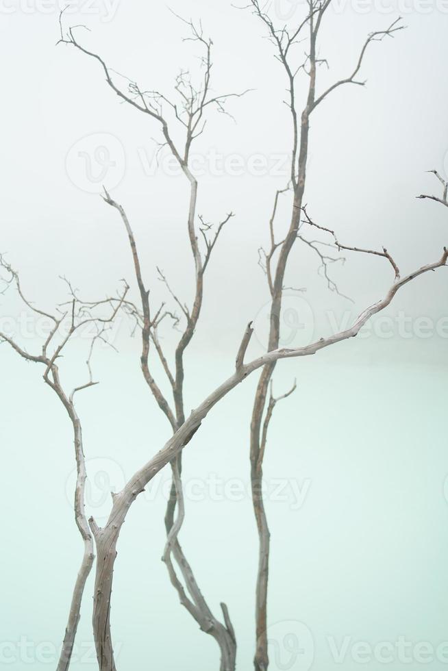 beautiful spectacle of barren trees against the stark white backdrop of Kawah Putih,  Ciwidey, Bandung, West Java, Indonesia. photo