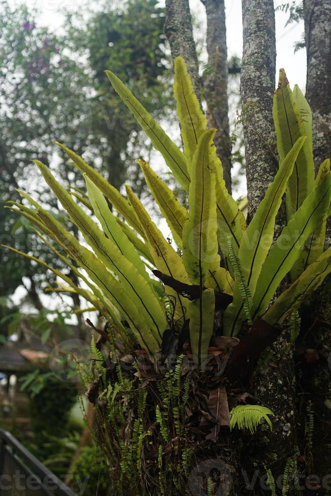 fern in the tree tropical. photo