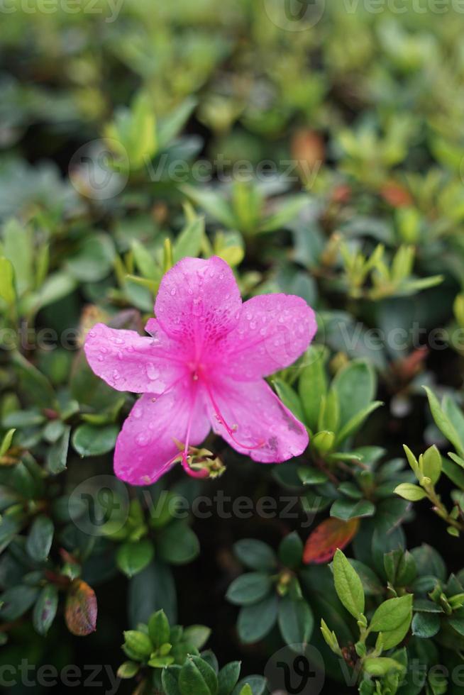 Nature's delicate jewels glisten in the morning dew. photo