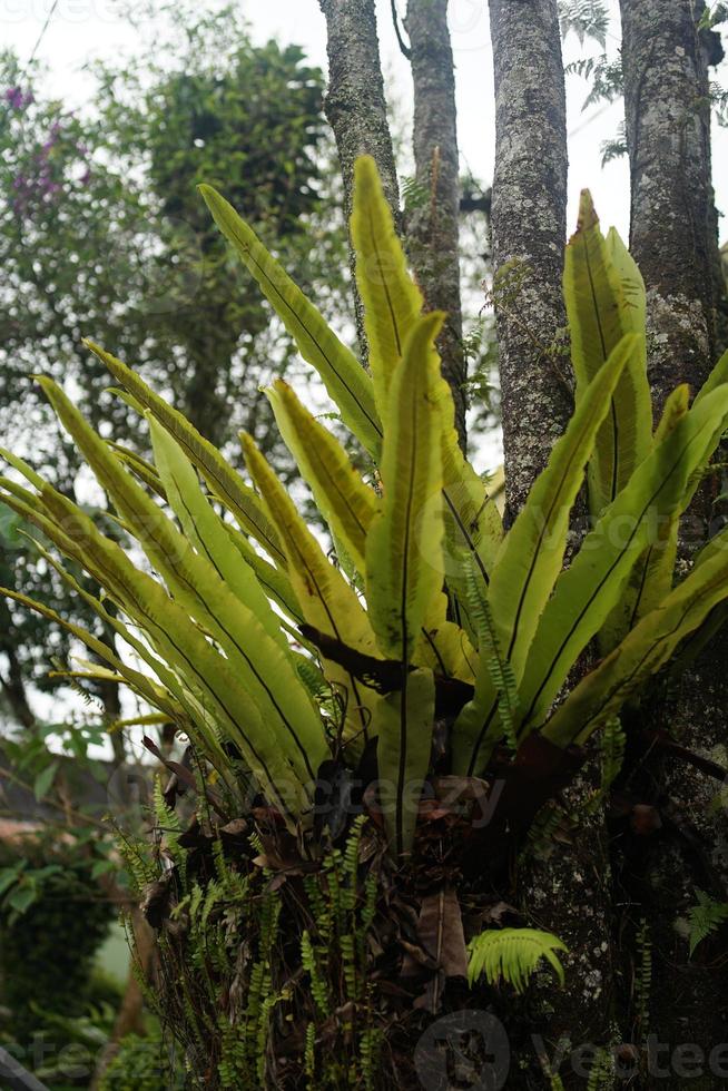 fern in the tree tropical. photo