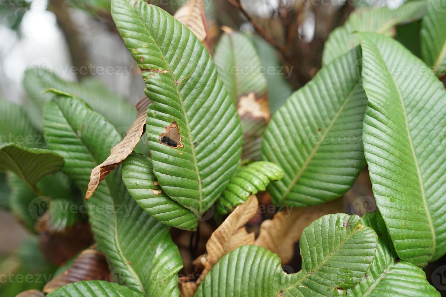 Indonesian tropical mountain vegetation. photo