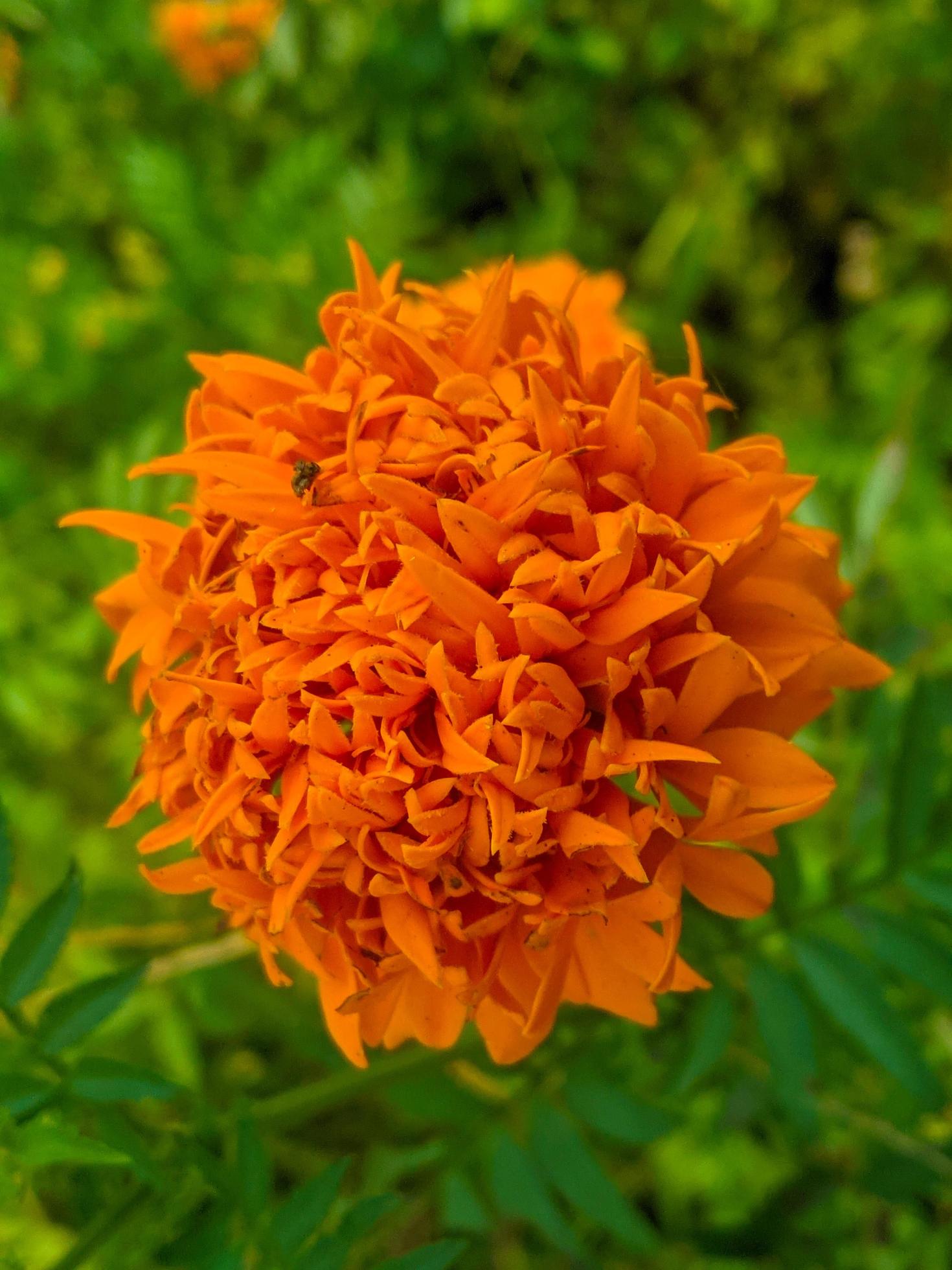 Orange Marigold Flowers This Flower Has The Meaning Of Beauty Wealth orange-marigold-flowers-this-flower-has-the-meaning-of-beauty-wealth