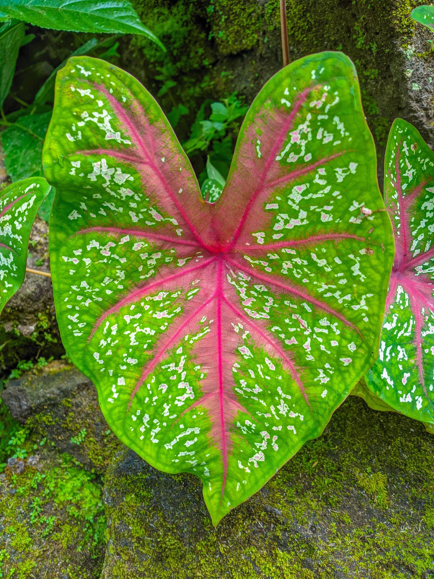 ornamental taro plants are suitable to decorate gardens and homes
