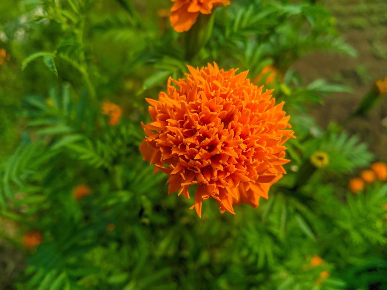 Orange marigold flowers. This flower has the meaning of beauty, wealth, fame, and warmth photo