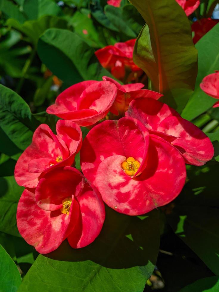 Euphorbia or crown of thorns is an ornamental plant often found as decoration in the home page. This plant has flowers with beautiful colors, and the stems are filled with thorns photo