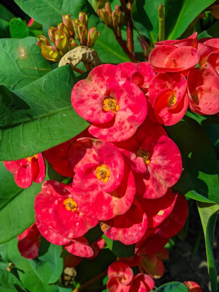 Euphorbia or crown of thorns is an ornamental plant often found as decoration in the home page. This plant has flowers with beautiful colors, and the stems are filled with thorns photo