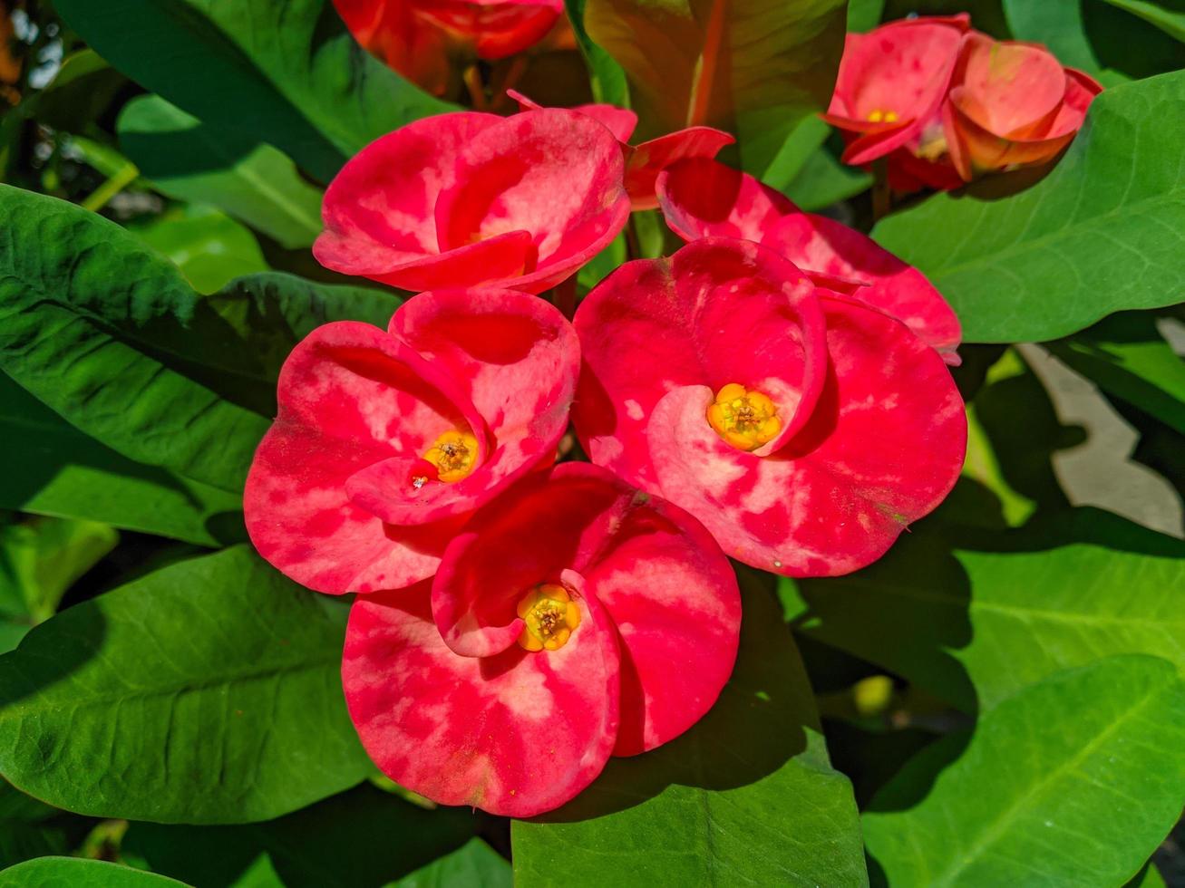 Euphorbia or crown of thorns is an ornamental plant often found as decoration in the home page. This plant has flowers with beautiful colors, and the stems are filled with thorns photo