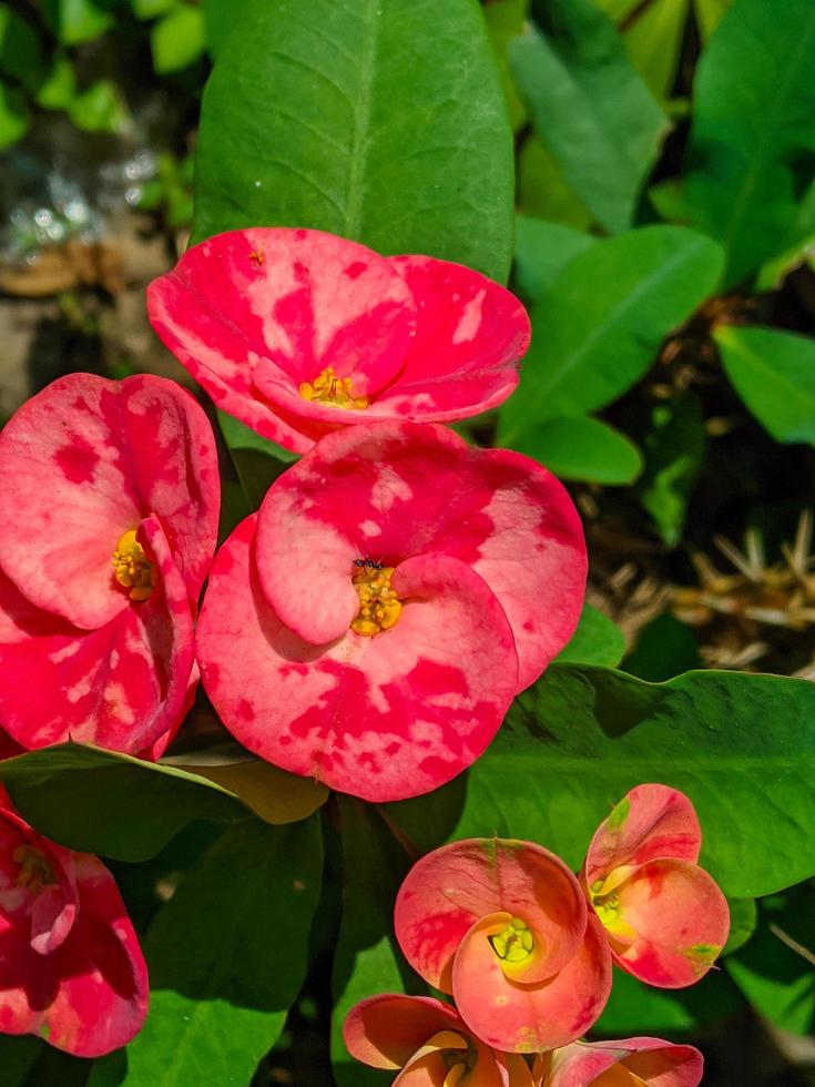 Euphorbia or crown of thorns is an ornamental plant often found as decoration in the home page. This plant has flowers with beautiful colors, and the stems are filled with thorns photo