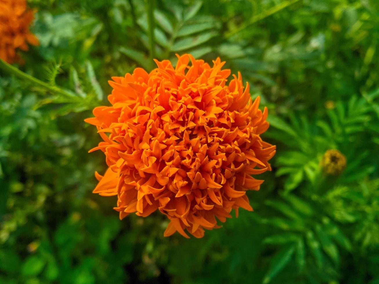 Orange marigold flowers. This flower has the meaning of beauty, wealth