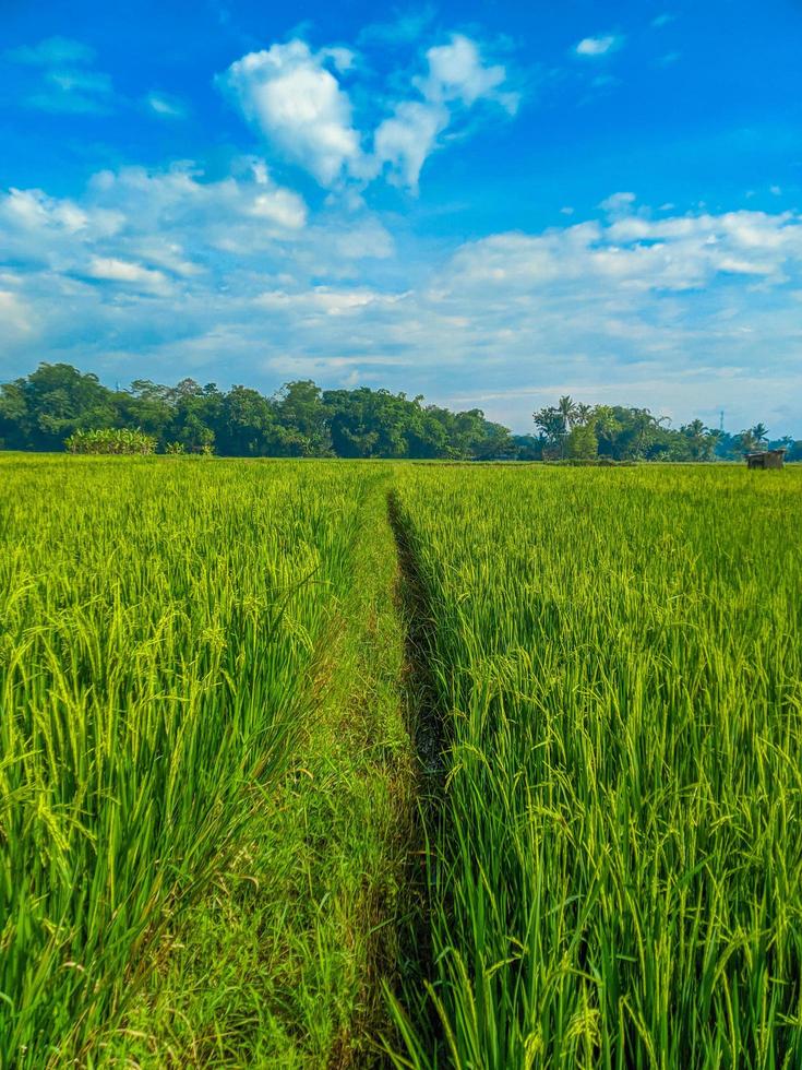 Traditional rice farming landscape of rice fields and blue sky. photo